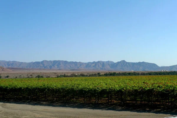 奥兰治河沿岸沙漠生产的精品出口优质表葡萄 — 图库照片