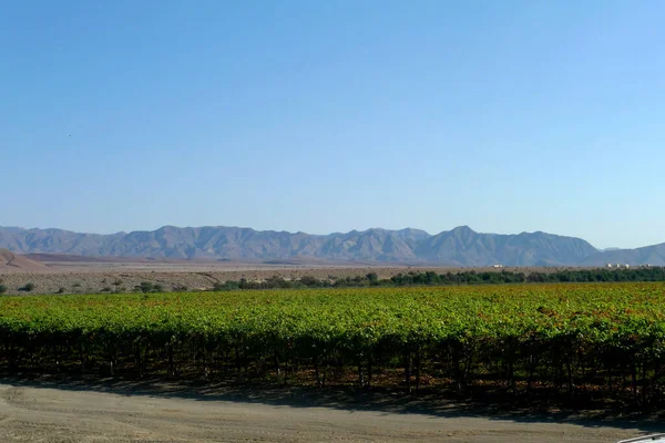 Uvas Mesa Requintadas Qualidade Exportação Produzidas Deserto Nas Margens Rio — Fotografia de Stock