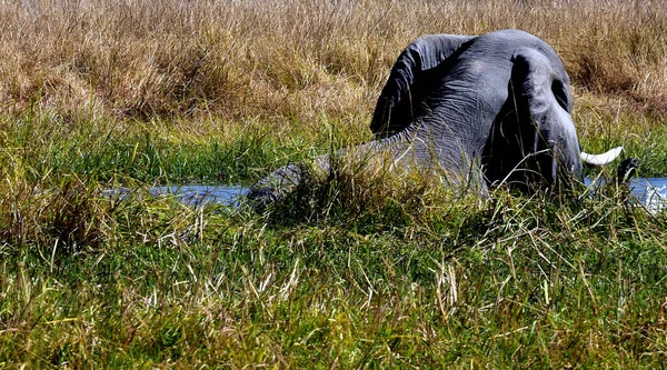 Elefante Disfrutando Las Aguas Fangosas Del Río Kwai Botsuana — Foto de Stock