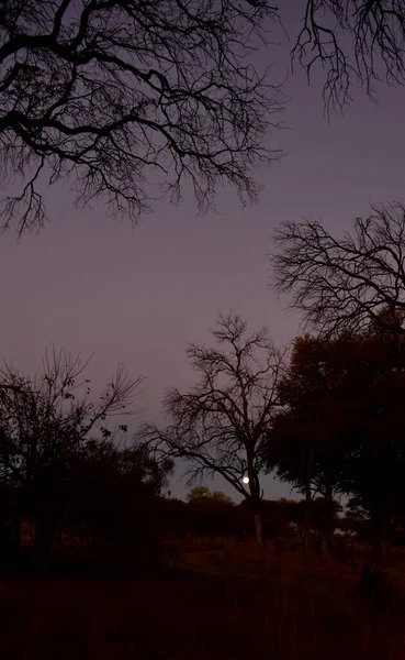 Silhouette Circle Acacias Botswana Sun Has Set — Stock Photo, Image