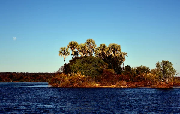 Маленький Чрезвычайно Заросший Остров Реке Замбези Растет Полное Дерево Илалалапалм — стоковое фото