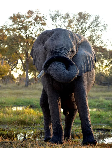 Слон Чувствует Себя Игривым Выглядит Счастливым После Грязевой Ванны Которая — стоковое фото