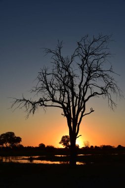 Botswana 'daki Kwai Nehri' nin üzerindeki gece karanlığında çorak bir ağaç nöbet tutuyor.