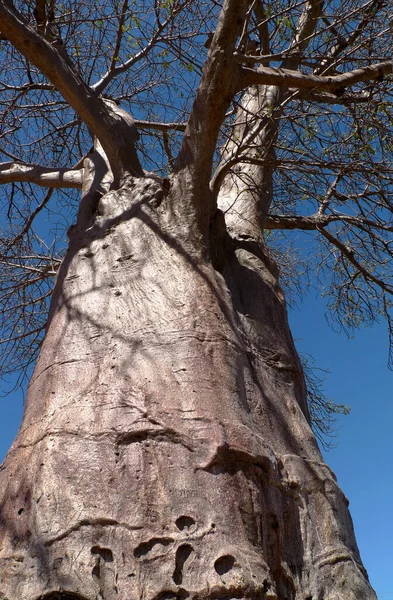 Baobab Tumbuh Menjadi Proporsi Raksasa Selama Ratusan Tahun Membutuhkan Sangat — Stok Foto