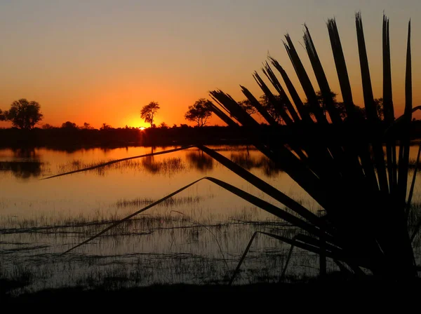 New Day Arrives Okavango Delta Leaves Palm Shrub — Stock Photo, Image