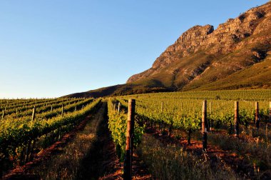 Stellenbosch Dağı 'nın yamaçlarında yeşil üzüm bağları