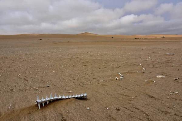 Restos Esqueléticos Oryx Deserto Namib — Fotografia de Stock