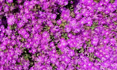 Mor taş bitkiler sulu ve Namaqualand çiçek krallığının bir parçasıdır.