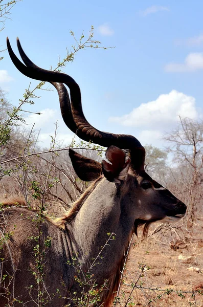 Egy Felnőtt Kudu Bika Egy Akácfánál Kruger Parkban — Stock Fotó