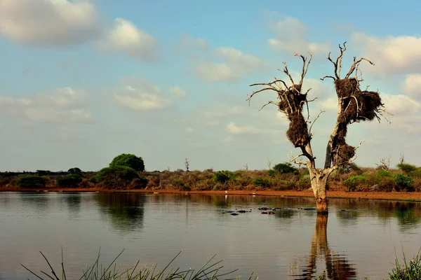 Hippo Pool Kruger Park Sociable Weaver Nests Dead Tree — Stock Photo, Image