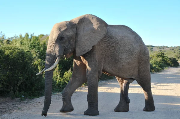 Touro Elefante Atravessando Estrada Parque Nacional Elefantes Addo Cabo Oriental — Fotografia de Stock