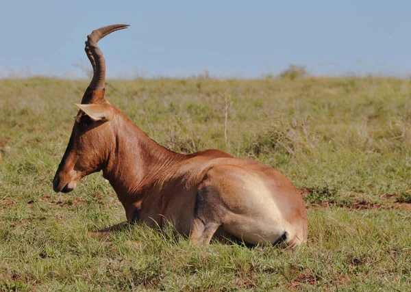 Tsessebe Rojo Yaciendo Hierba Parque Del Elefante Addo Cabo Oriental — Foto de Stock