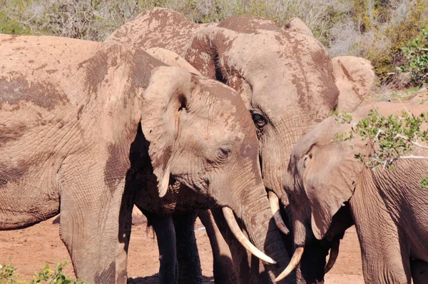 Elefantes Tomando Baño Barro Parque Nacional Elefantes Addo Cabo Oriental — Foto de Stock