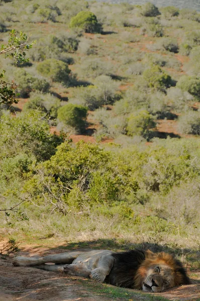 Leão Dormindo Após Caça Uma Grande Refeição Addo Elephant Park — Fotografia de Stock