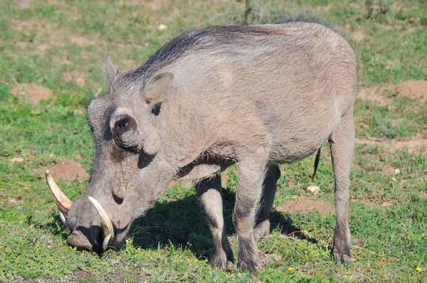 Javali Warthog Pastando Parque Nacional Addo Elephant Cabo Oriental África — Fotografia de Stock