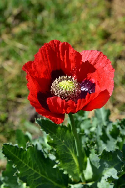 第一次世界大戦終結の日をイメージした赤いポピーの花の起源は これらの赤い花が豊富に成長するフランダースの畑の詩にリンクされています — ストック写真