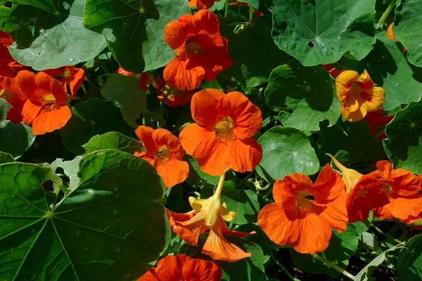 Brillantes Flores Alcaparra Naranja Llameantes Naturaleza —  Fotos de Stock