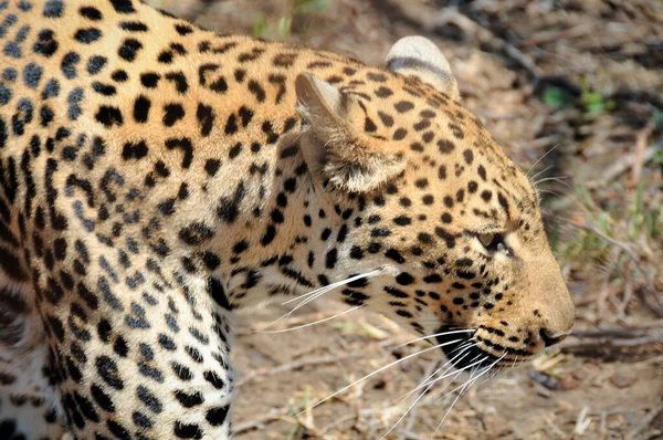 Nenápadný Leopard Lovu Národním Parku Kruger — Stock fotografie