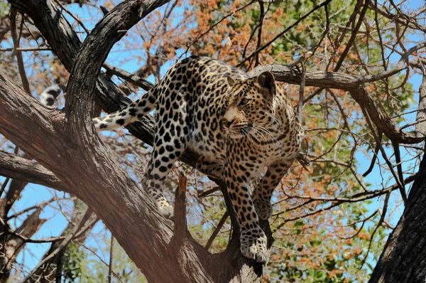 Kruger Ulusal Parkı 'ndaki bir akasya ağacında tam dikkat bekleyen bir leopar.