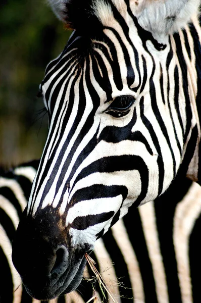 Egy Fekete Fehér Csíkos Zebra Kruger Parkban Evés Közben — Stock Fotó