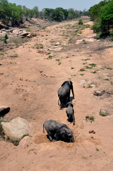 Elefantes Deixando Seu Banho Lama Leito Rio Seco Parque Kruger — Fotografia de Stock