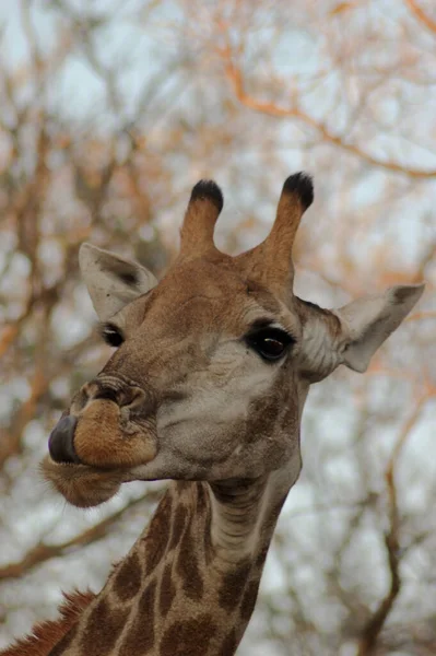 Uma Girafa Lambendo Lábios Enquanto Pastava Kruger Park África Sul — Fotografia de Stock