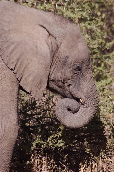 Jovem Elefante Parque Kruger Enrolar Seu Tronco Que Contém Mais — Fotografia de Stock