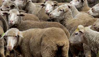 Karoo koyunu etrafta dolanıyor ve endişeyle izliyor.