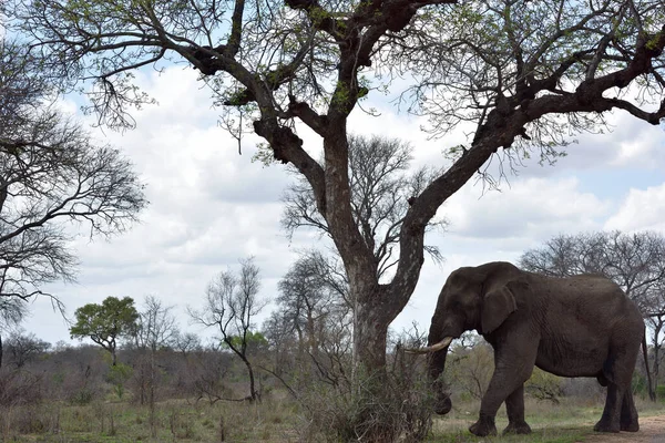 남아프리카 공화국의 크루거 공원에서 아카시아 거닐고 코끼리 — 스톡 사진