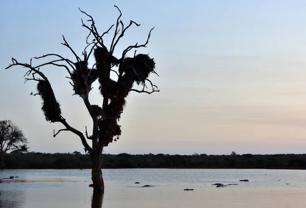 Dead Tree Hippo Pool Hosting Social Weaver Colony Kruger National — Stock Photo, Image