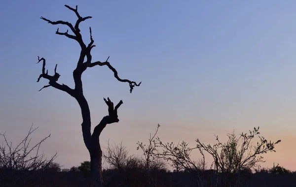 在南非克鲁格国家公园的黄昏时分 一棵枯死的树映衬着它的轮廓 — 图库照片