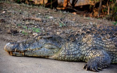 Suaygırı kıyısında dinlenen dev bir timsah.