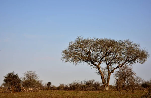 Acacia Tree African Savannah Kruger Park — Stock Photo, Image