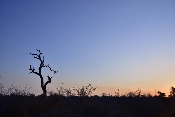 Dead Tree Silhouetted Early Nightfall Kruger National Park South Africa — Stock Photo, Image