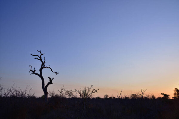 A dead tree silhouetted against the early nightfall in the Kruger National Park in South Africa
