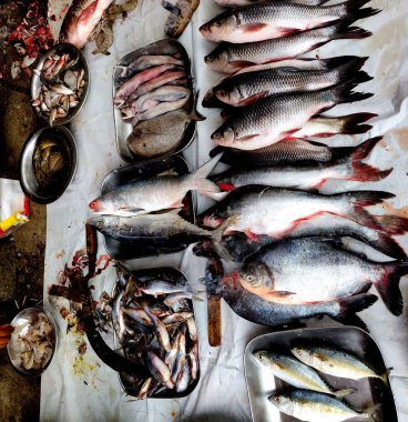 Hint Fishmarket 'inde balık çeşitleri satılıyor