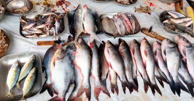 Hint Fishmarket 'inde balık çeşitleri satılıyor