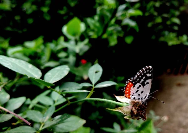 Belle Rouge Pierrot Papillon Talicada Nyseus Sur Une Plante Rose — Photo
