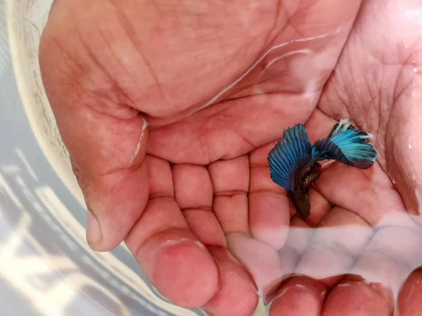 Гарна Блакитна Супер Дельта Бетта Риба Сіамська Воює Рибою Плаває — стокове фото