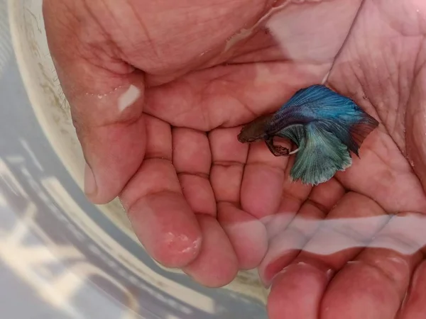 Güzel Mavi Süper Delta Balığı Siyam Dövüşçüleri Ellerinde Yüzüyor — Stok fotoğraf