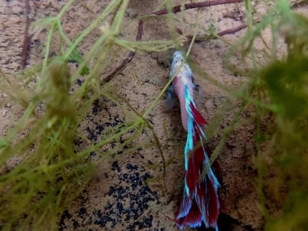 Belos Peixes Combate Siameses Brilhantes Também São Conhecidos Como Betta — Fotografia de Stock