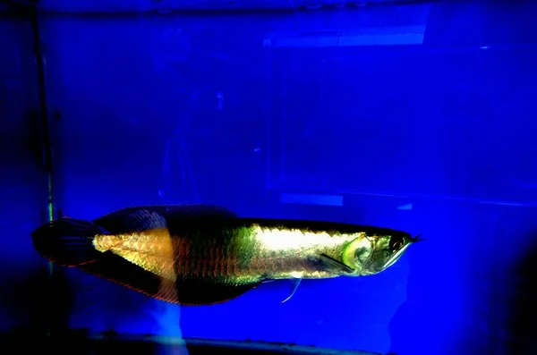 Cam Bir Akvaryumda Asya Akrovana Balığı — Stok fotoğraf