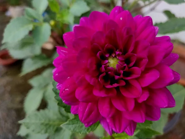 Όμορφο Λουλούδι Dahlia Pinnata Έτοιμο Ανθίσει — Φωτογραφία Αρχείου
