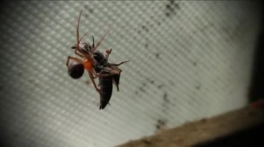 Kırmızı bıyıklı bulbul 'un yavru kuşu yuvada uyuyor.