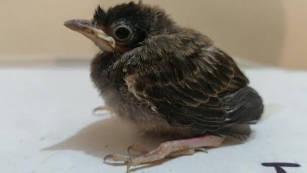 赤いひげを生やしたブルブルの赤ん坊の鳥が巣の中で寝ている — ストック動画