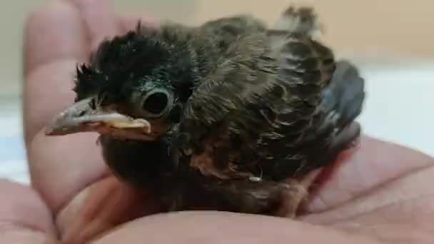 Uccellino Bulbul Dal Baffo Rosso Che Dorme Nido — Video Stock