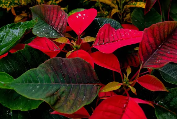 Poinsettia Una Especie Planta Importancia Comercial Diversa Familia Spurge Bien —  Fotos de Stock