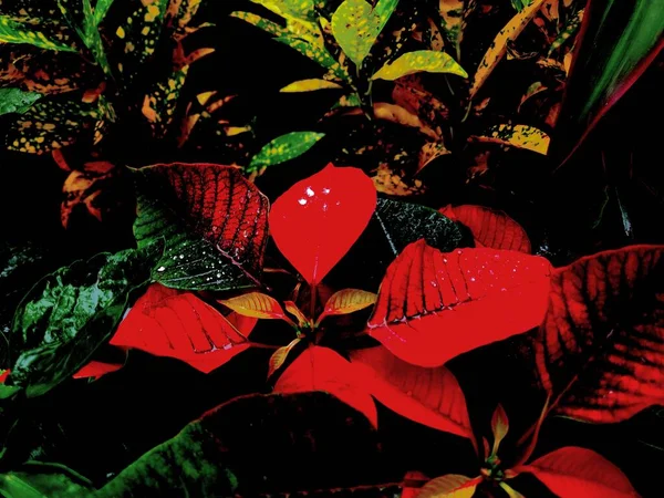 Poinsettia, kırmızı ve yeşil yapraklarıyla tanınan çeşitli spurge familyasından ticari açıdan önemli bir bitki türüdür.