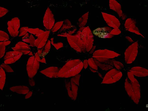 Poinsettia, kırmızı ve yeşil yapraklarıyla tanınan çeşitli spurge familyasından ticari açıdan önemli bir bitki türüdür.