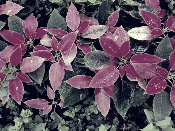 Poinsettia Commercially Important Plant Species Diverse Spurge Family Well Known — Stock Photo, Image